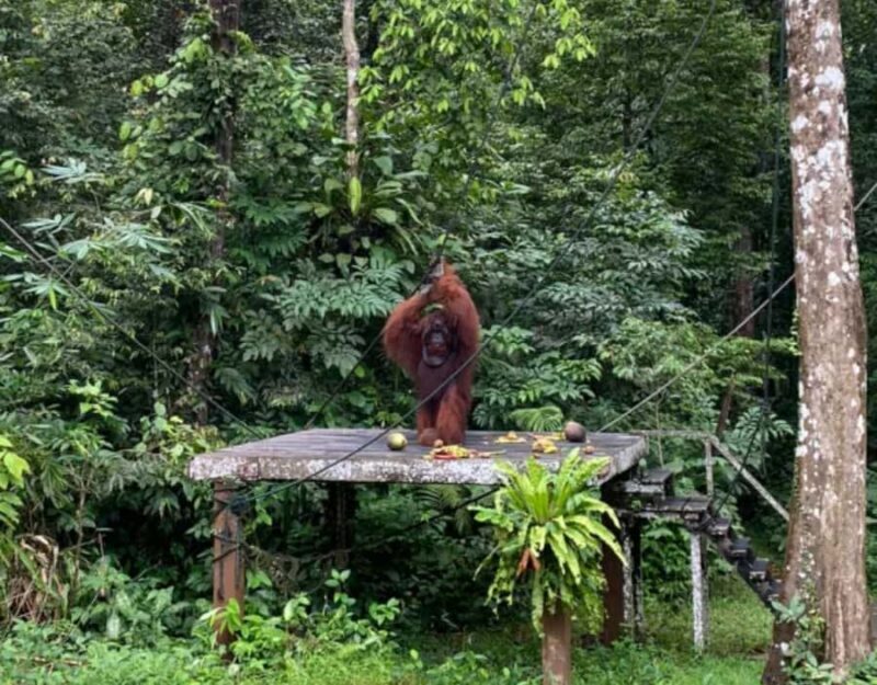 Kuching Orangutan & Bidayuh Longhouse - The Sum Up