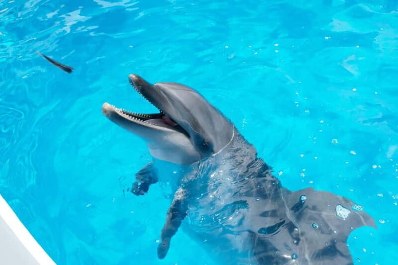 Kujukushima: Aquarium Umikirara Admission Ticket - What to Expect at Kujukushima Aquarium