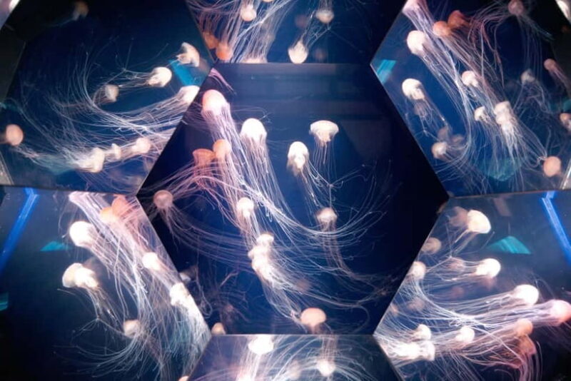 Kujukushima: Aquarium Umikirara Admission Ticket - The Experience in Depth