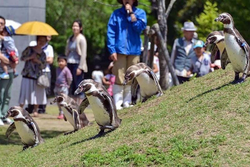 Kujukushima Botanical Garden Mori Kirara Ticket in Kyushu - A small zoo with a garden alongside