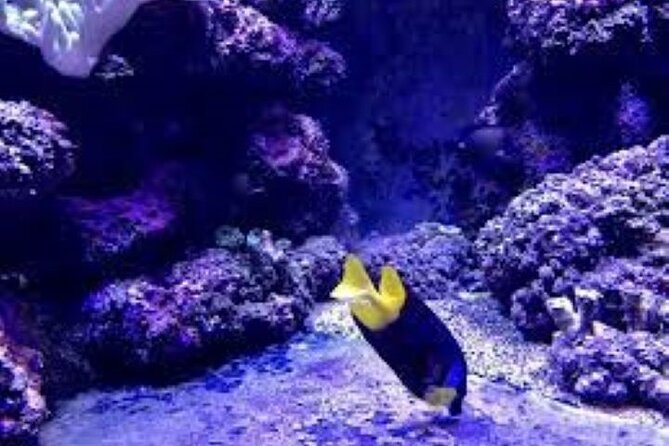 Kula Eco Park and Local School Full-Day Tour in Fiji  - Denarau Island - Traveler Photos and Reviews