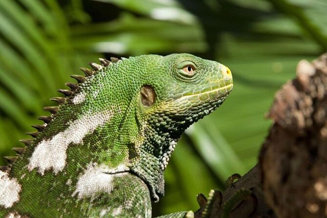Kula Eco Park and Local School Full-Day Tour in Fiji  - Denarau Island - Common Questions