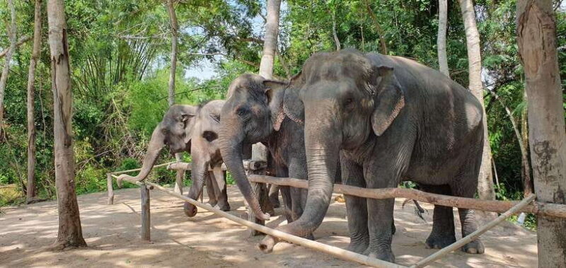Kulen Elephant Forest and Banteay Srei Temple Tour - FAQs