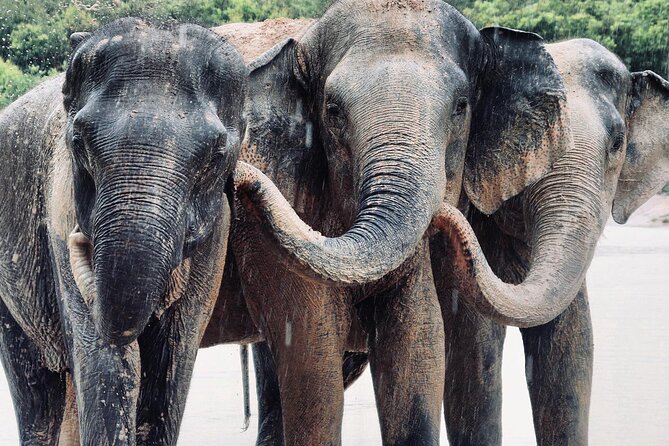 Kulen Elephant Forest and Tonle Sap Lake by Private Tour - Booking Information