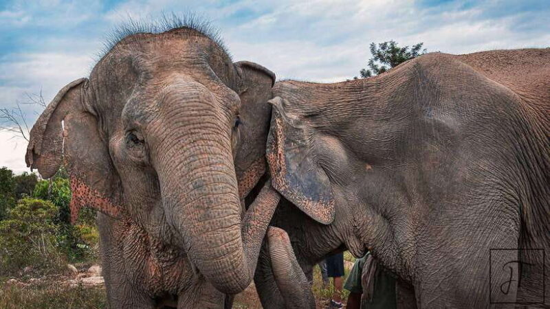 Kulen Elephant Forest Siem Reap in Small Group - Final Thoughts: Who Should Consider This Tour?