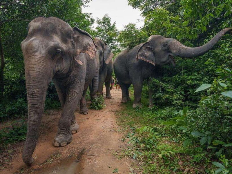 Kulen Elephant Forest Tour with Hotel Pick-up & Drop off - Overview of the Kulen Elephant Forest Tour