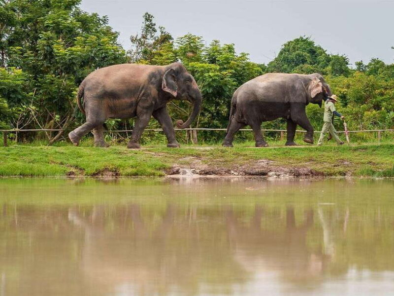 Kulen Elephant Forest Tour with Hotel Pick-up & Drop off - The Value for Money