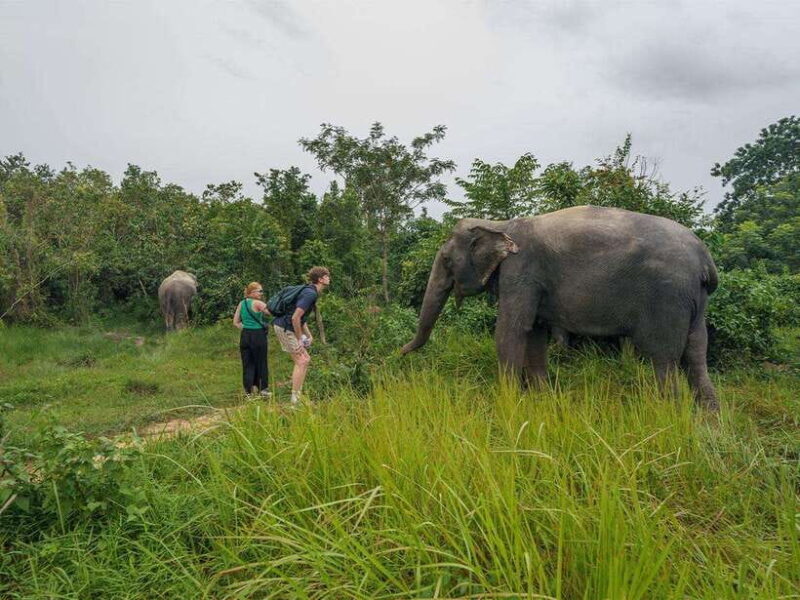 Kulen Elephant Forest Tour with Hotel Pick-up & Drop off - Who Will Love This Tour?