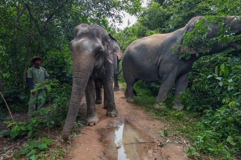 Kulen Mountain Day Trip with Picnic and Kulen Elephant Forest - Kulen Mountain’s sacred places and big views