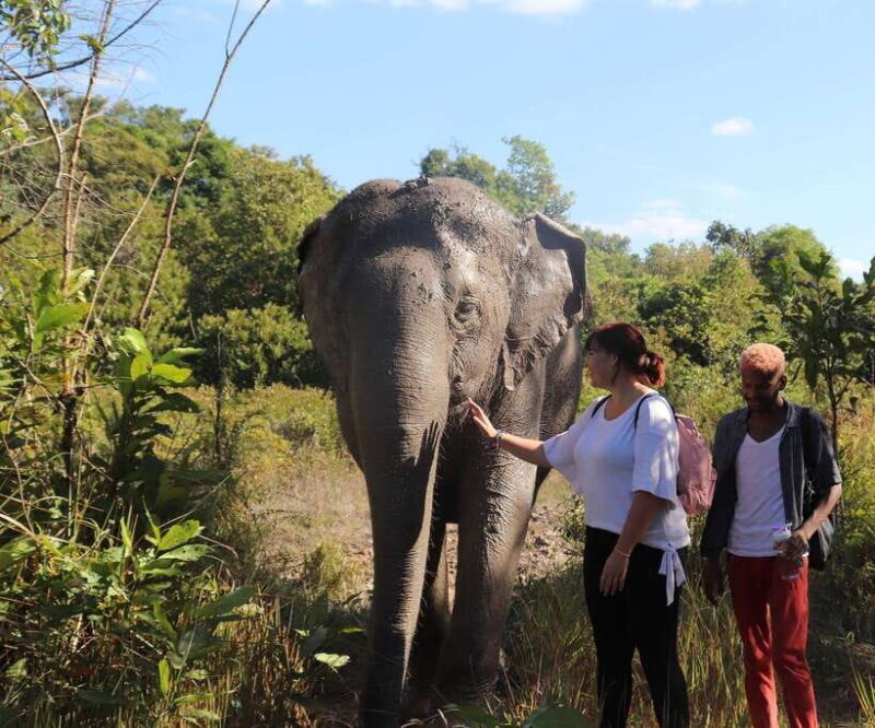 Kulen Mountain Day Trip with Picnic & Kulen Elephant Forest - An Overview of the Experience