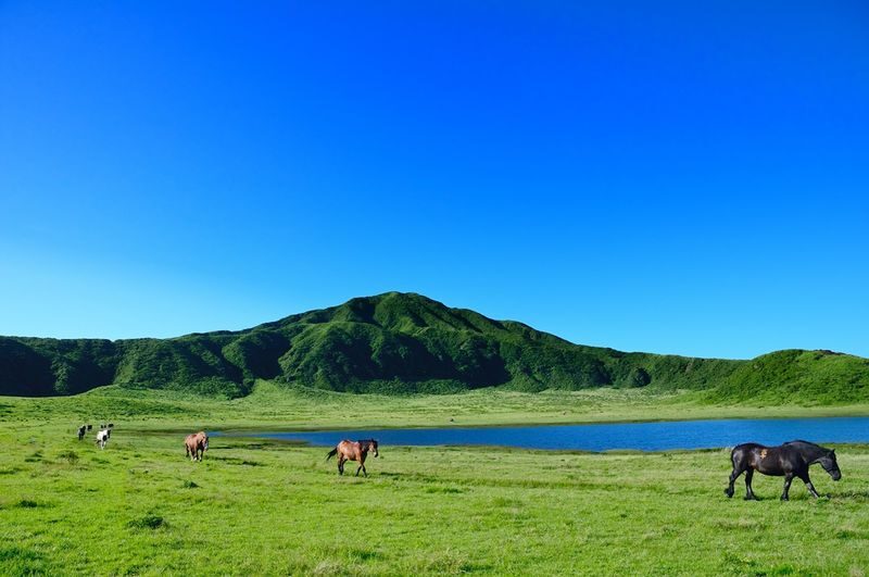 Kumamoto Aso Day Trip: Enjoy 4 Major Attractions Group Tour - Kusasenri: open grassland below Eboshi