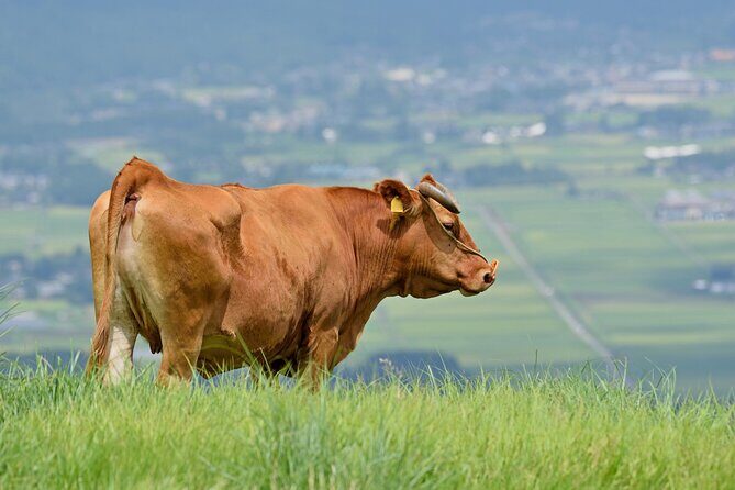 Kumamoto Castle Suizenji Garden and Aso Full-Day Tour Option - Logistics and Practicalities