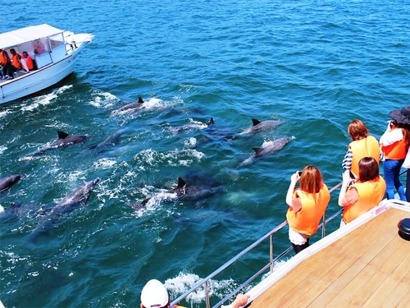 Kumamoto Departure: Amakusa Dolphin Watching & Seaside BBQ - Choosing your return bus