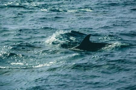 Kumamoto Departure: Amakusa Dolphin Watching & Seaside BBQ - What the price covers, and what it does not