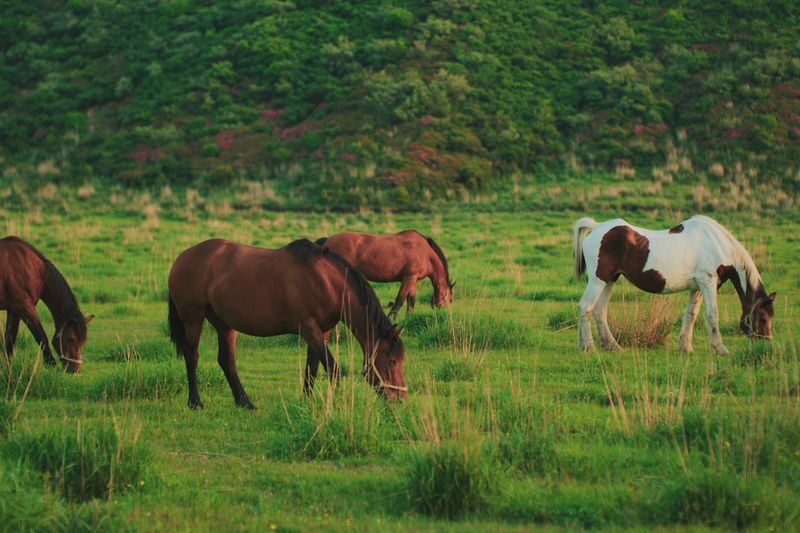 Kumamoto to Kusasenri & Takachiho 1 Day with Lunch & Ride ASOBOY! - Who should book this day trip?