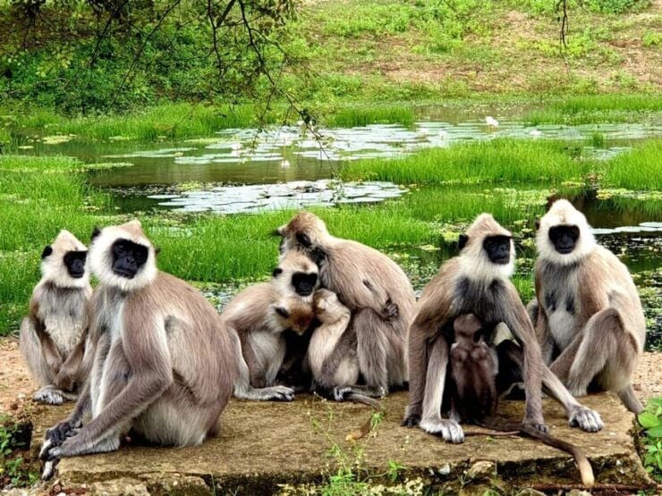 Kumana National Park : Full Day Safari (05:00 Am - 06:00 Pm) - Good To Know