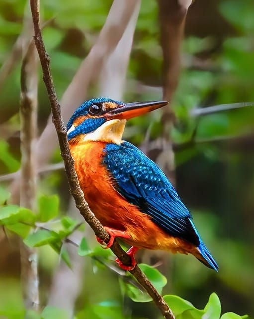 Kumana National Park : Full Day Safari (05:00 Am - 06:00 Pm) - Inclusions of the Safari