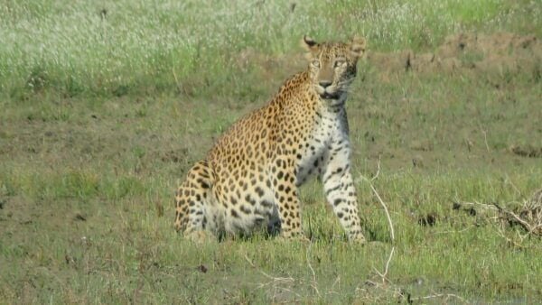 Kumana National Park : Full Day Safari (05:00 Am - 06:00 Pm) - Booking Process