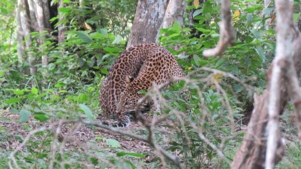 Kumana National Park : Full Day Safari (05:00 Am - 06:00 Pm) - Frequently Asked Questions