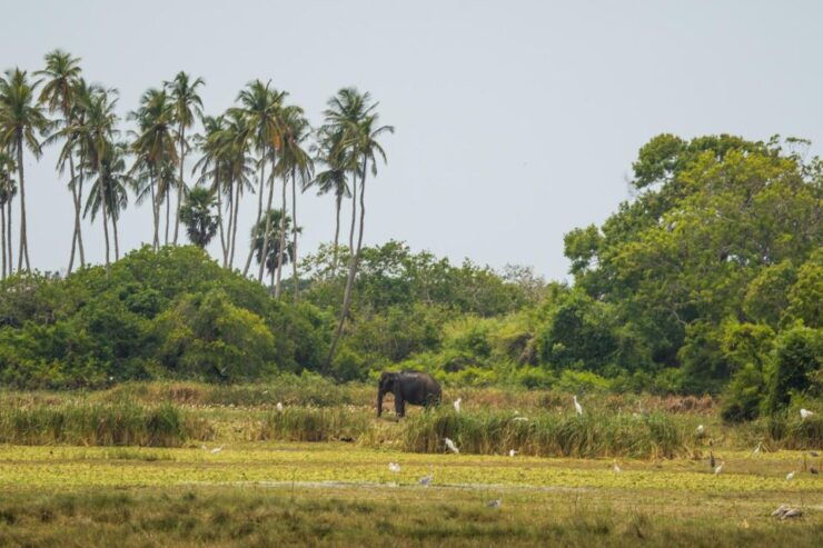 Kumana National Park Half Day Jeep Safari - Safari Overview