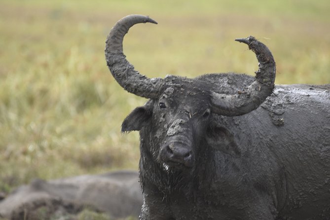 Kumana National Park Half Day Jeep Safari - Tour Details