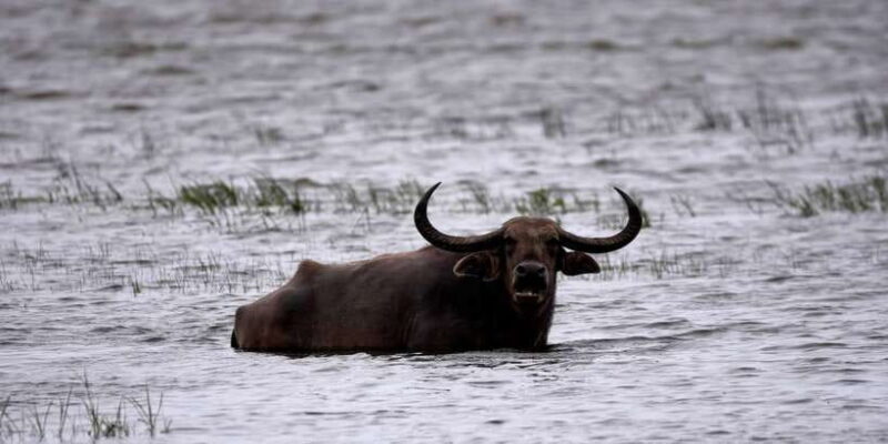 Kumana National Park Half day Jeep safari Morning/Afternoon - What to Expect from Your Kumana Safari