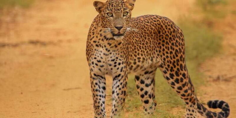 Kumana National Park Half day Jeep safari Morning/Afternoon - FAQ about the Kumana National Park Half-Day Safari