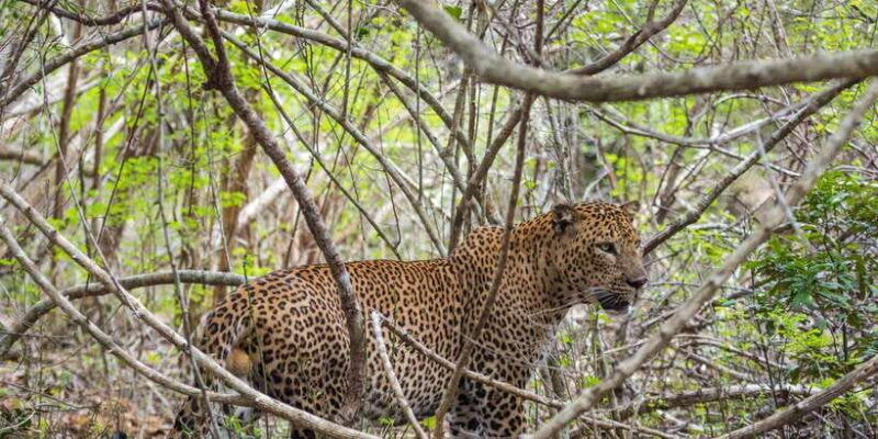 Kumana National Park Half day Jeep safari Morning/Afternoon - Good To Know