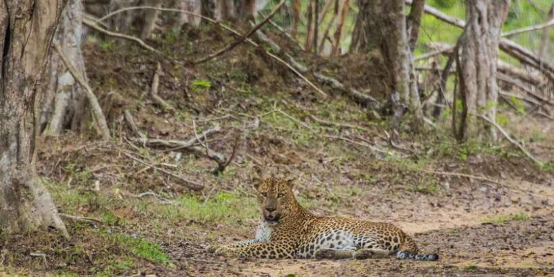 Kumana National Park Half day Jeep safari Morning/Afternoon - The Sum Up