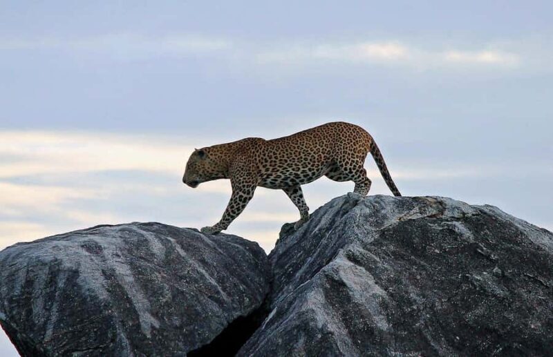 Kumana National Park Half or Full-Day Safari - Final Thoughts