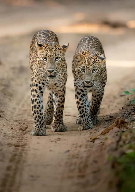 Kumana National Park Leopard Safari PRIVATE Tour - Frequently Asked Questions