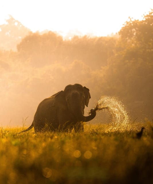 Kumana National Park: Morning Afternoon Leopard Safari (6h) - Wildlife and Nature