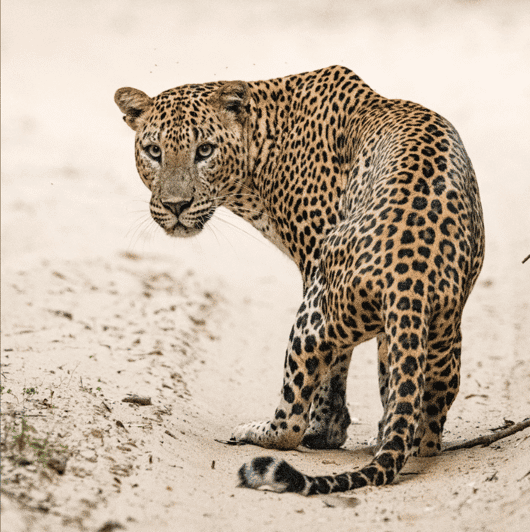 Kumana National Park: Morning Afternoon Leopard Safari (6h) - Safari Experience
