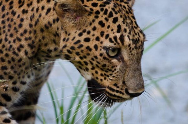 Kumana National Park: Morning Afternoon Leopard Safari (6h) - Wildlife Conservation Efforts