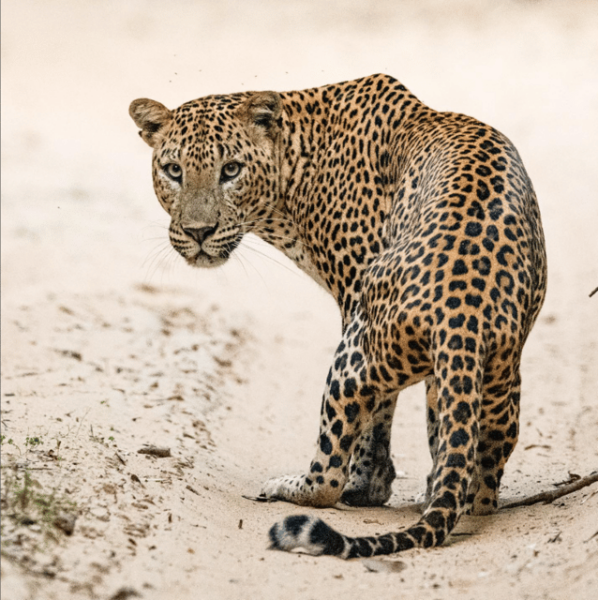 Kumana National Park: Morning Afternoon Leopard Safari (6h) - Tips for a Successful Safari