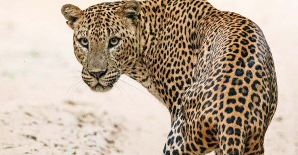 Kumana National Park: Morning Afternoon Leopard Safari (6h) - Frequently Asked Questions