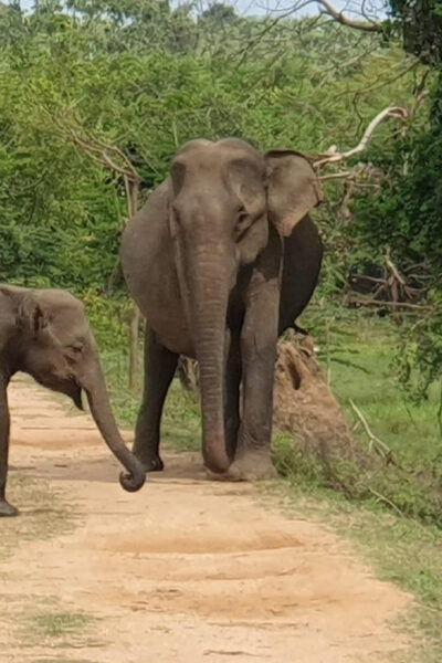 Kumana National Park : Morning Afternoon Safari ( 6 H ) - Customer Testimonials