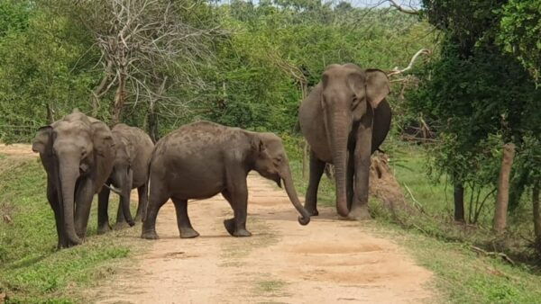 Kumana National Park : Morning Afternoon Safari ( 6 H ) - Important Considerations