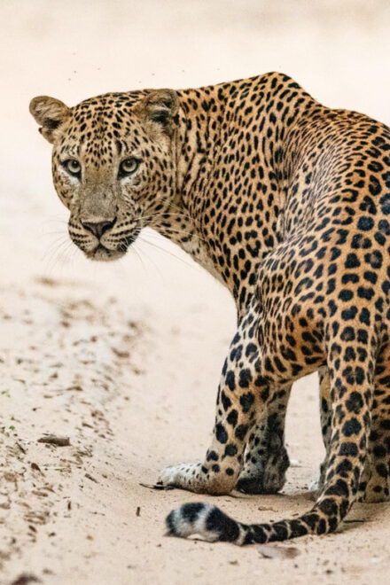 Kumana National Park: Morning or Afternoon Leopard Safari - Important Information and Restrictions