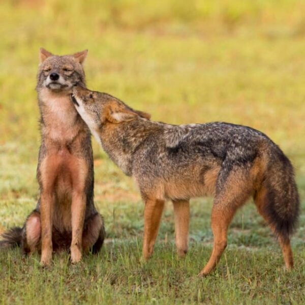 Kumana National Park: Morning or Afternoon Leopard Safari - Visitor Testimonials and Reviews