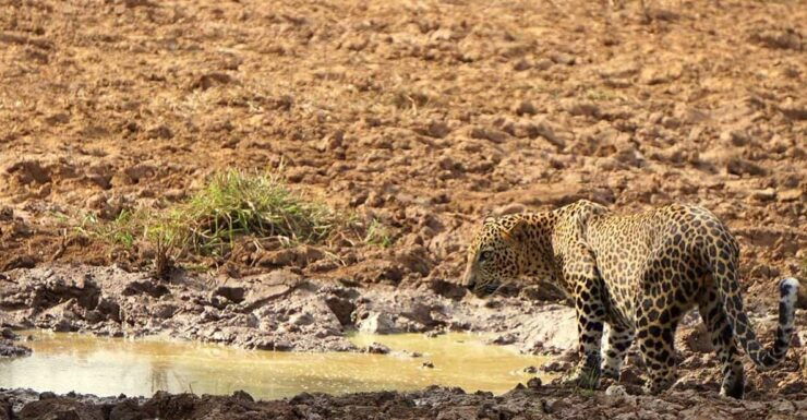 Kumana National Park : Morning or Afternoon Safari (6 H) - Good To Know