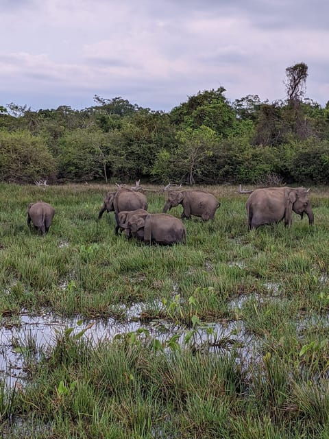 Kumana National Park : Morning or Afternoon Safari (6 H) - Itinerary Details