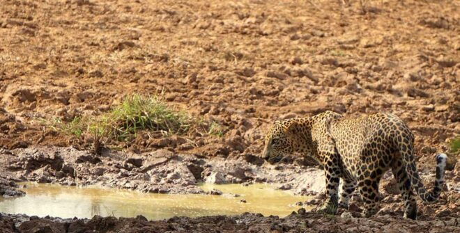 Kumana National Park : Morning or Afternoon Safari (6 H) - Pricing Information