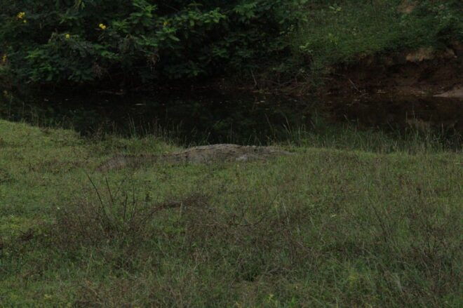 Kumana National Park : Morning or Afternoon Safari (6 H) - Booking Process