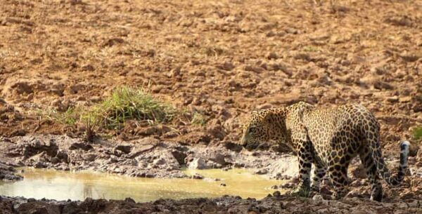 Kumana National Park : Morning or Afternoon Safari (6 H) - Customer Experiences