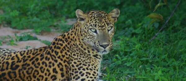 Kumana National Park : Morning or Afternoon Safari (6 H) - Tips for Safari