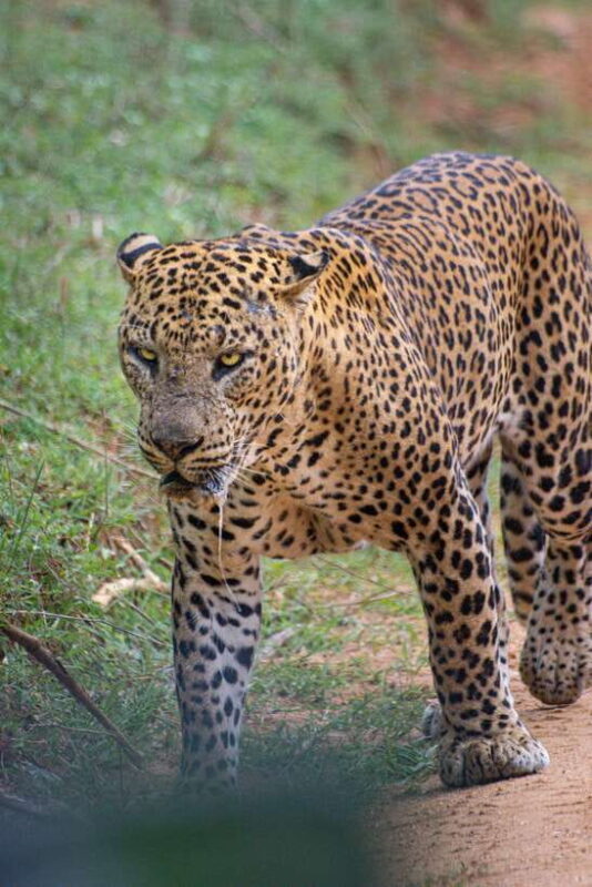 Kumana National Park : Morning or Afternoon Safari Tour - What Makes the Kumana National Park Safari Stand Out?