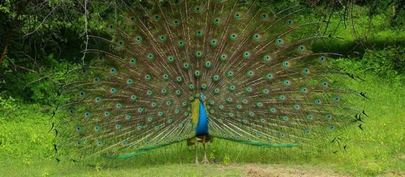 Kumana National Park : Morning or Afternoon Safari Tour - What Do the Reviews Say?
