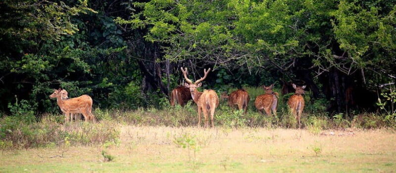 Kumana National Park : Morning or Afternoon Safari Tour - The Sum Up