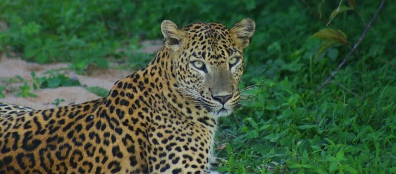 Kumana National Park : Morning or Afternoon Safari Tour - FAQs